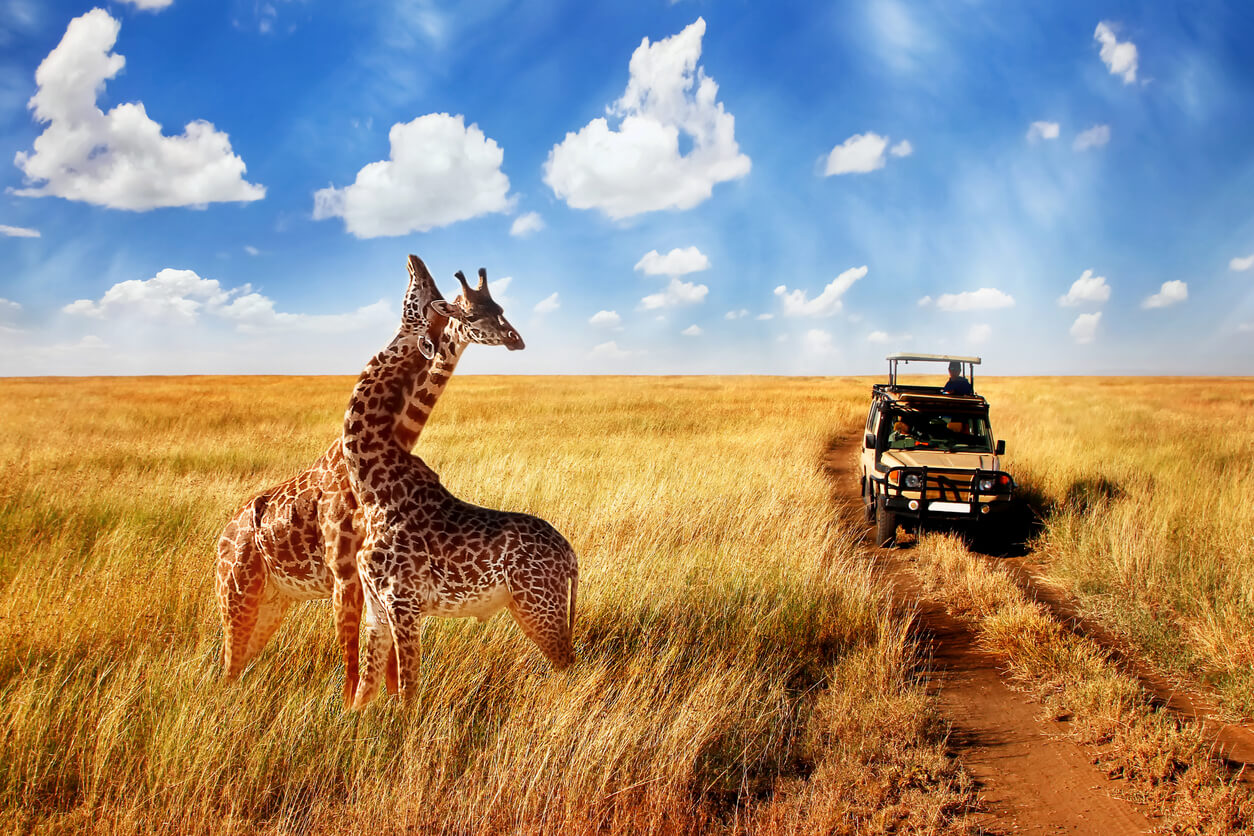 Serengeti National Park ZENJ TOURS & SAFARI.