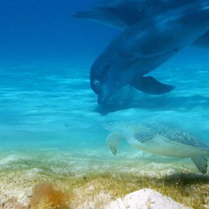 Zanzibar Diving Experiences