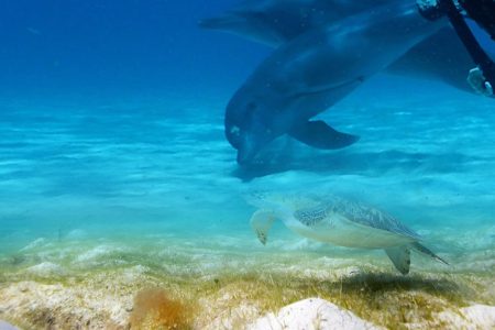 Zanzibar Diving Experiences