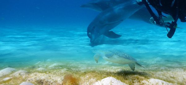 Zanzibar Diving Experiences