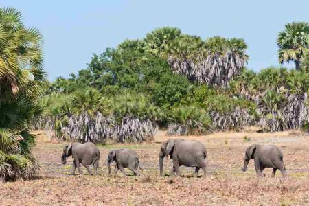 Selous Game Reserve 1-day safari from Zanzibar